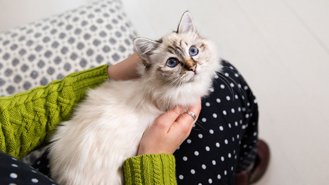 Introducing a kitten to a best sale new home